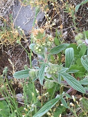 Phacelia leptosepala