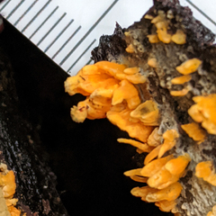 Biscogniauxia capnodes