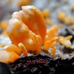 Biscogniauxia capnodes