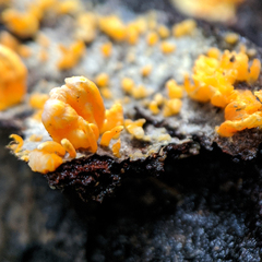 Biscogniauxia capnodes