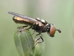 Lejogaster metallina