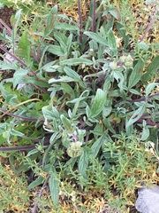 Phacelia leptosepala