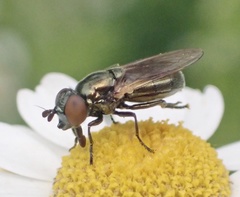 Lejogaster metallina