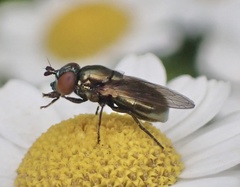 Lejogaster metallina