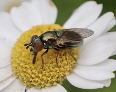 Lejogaster metallina