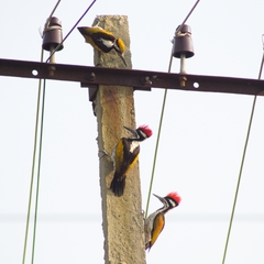 Chrysocolaptes festivus