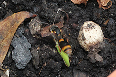 Ammatomus icarioides