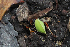 Ammatomus icarioides