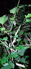 Pareas chinensis