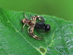 Strigoplus guizhouensis