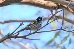 Phylidonyris novaehollandiae novaehollandiae