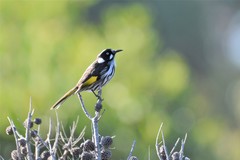 Phylidonyris novaehollandiae novaehollandiae