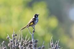 Phylidonyris novaehollandiae novaehollandiae