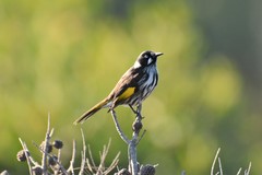 Phylidonyris novaehollandiae novaehollandiae