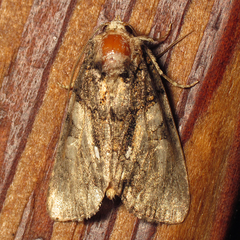 Chytonix palliatricula