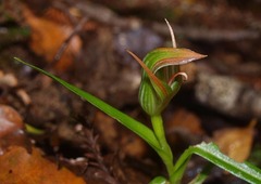 Pterostylis irsoniana