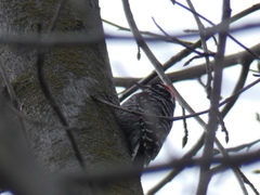 Dryobates nuttallii
