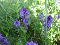 Polygala hybrida
