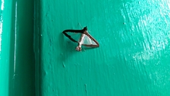 Diaphania hyalinata