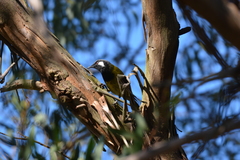 Nesoptilotis leucotis leucotis