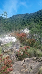 Erica densifolia