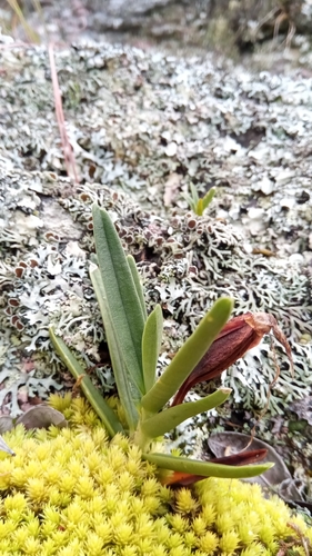 Angraecum image