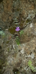 Pinguicula cyclosecta