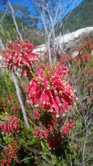 Erica densifolia