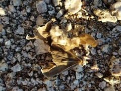 Macrotus californicus