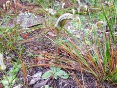 Pterostylis ophioglossa