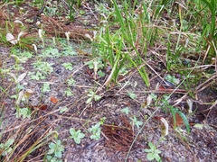Pterostylis ophioglossa