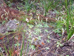 Pterostylis ophioglossa