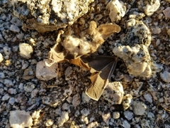 Macrotus californicus