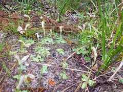 Pterostylis ophioglossa