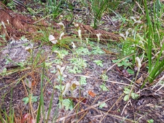 Pterostylis ophioglossa