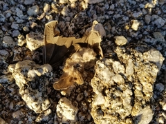 Macrotus californicus