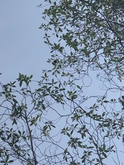 Anthreptes malacensis