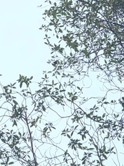 Anthreptes malacensis