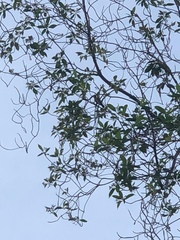 Anthreptes malacensis