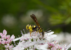 Leucospidae