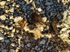 Macrotus californicus