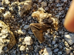 Macrotus californicus