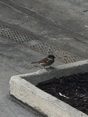 Passer domesticus