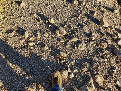 Macrotus californicus