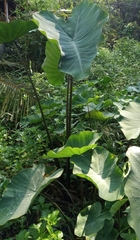 Xanthosoma violaceum