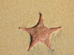 Stellaster childreni