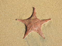 Stellaster childreni
