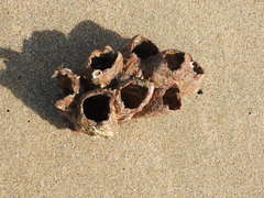 Megabalanus tintinnabulum