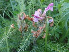 Pedicularis rubens