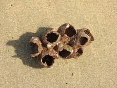 Megabalanus tintinnabulum